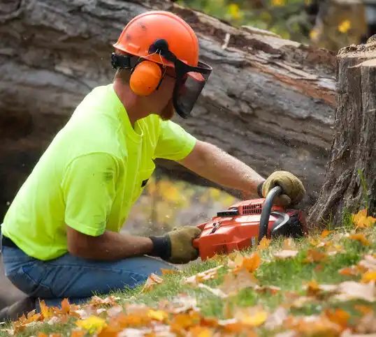 tree services Silver Spring